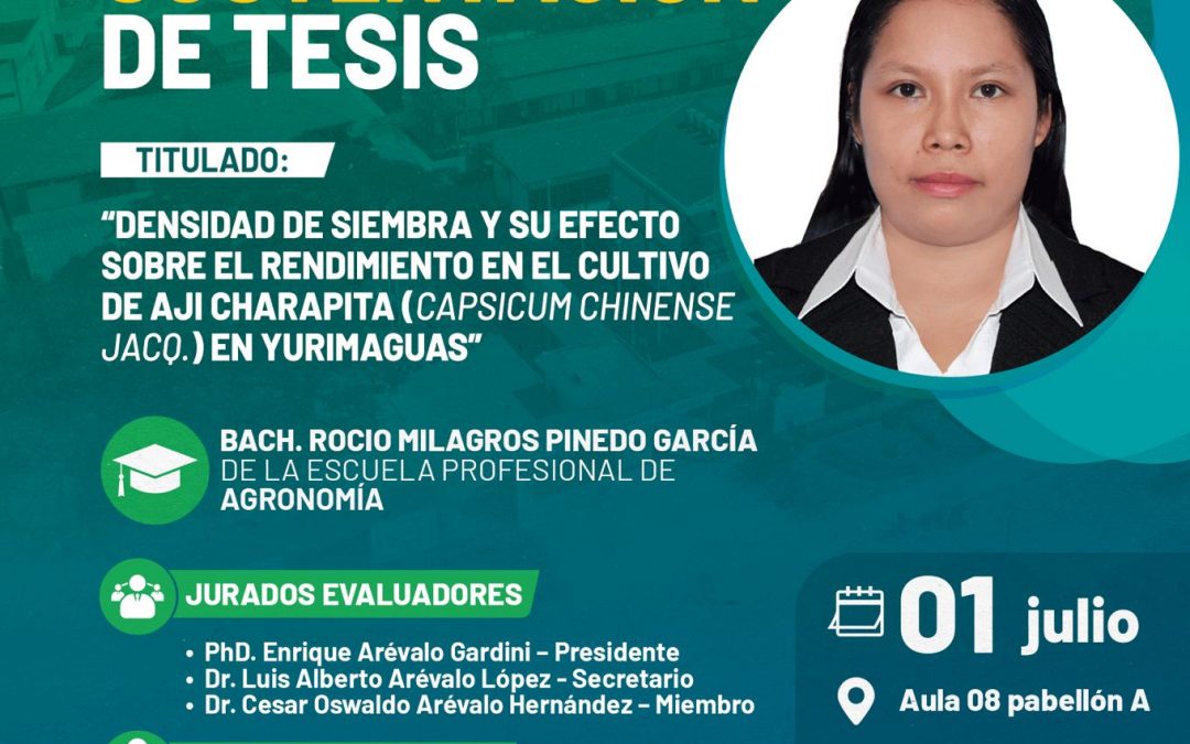 Sustentación de tesis: Densidad de siembra y su efecto sobre el rendimiento del ají charapita en Yurimaguas
